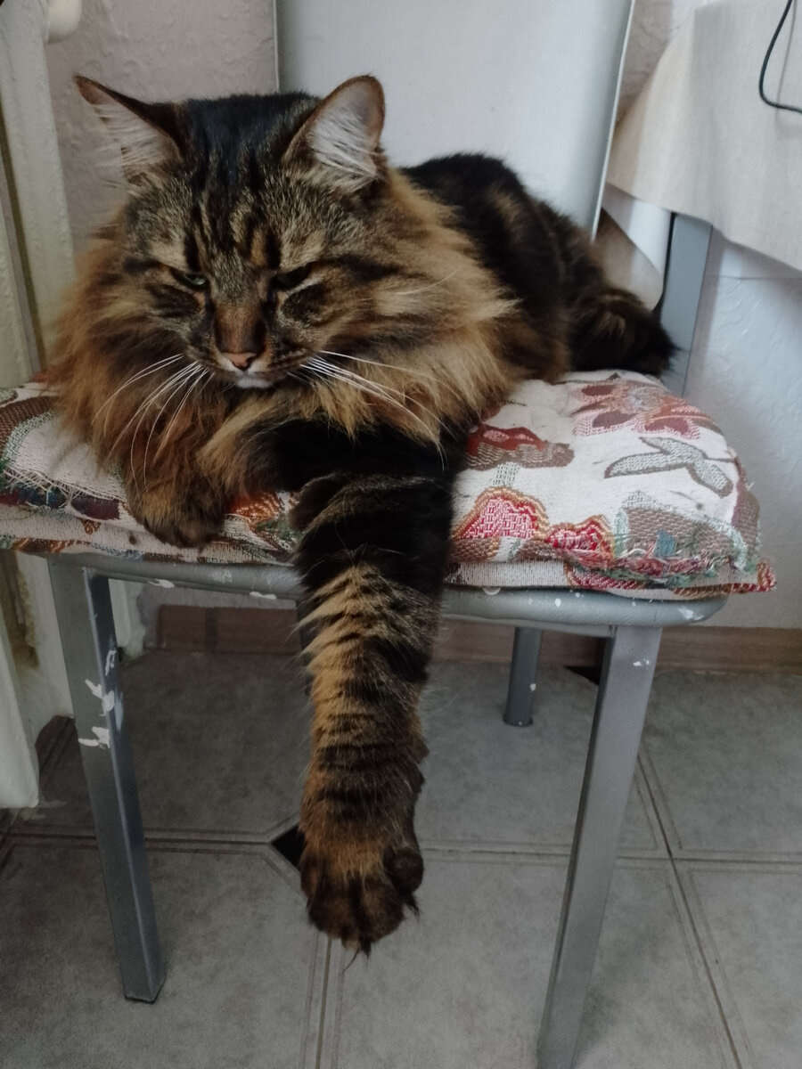 Важный котофей Кузя