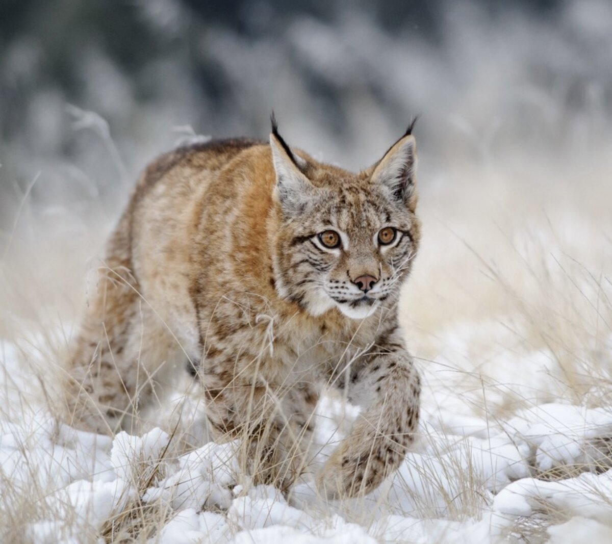 Пиренейская рысь. Как получить рысь. Как получить рысь. Рысь линкс. Рысь фото.