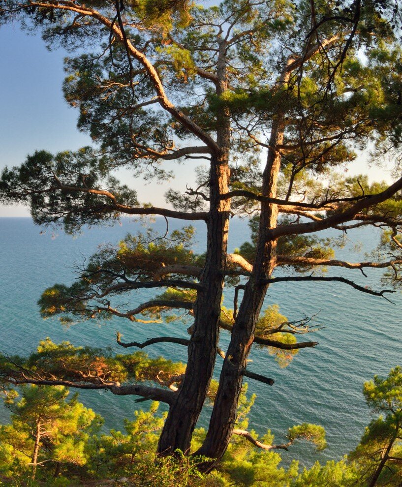 Пицундские сосны у Прасковеевки