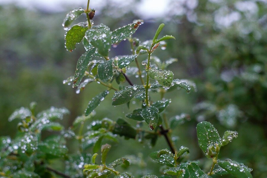 Фото Алексея Лучина 