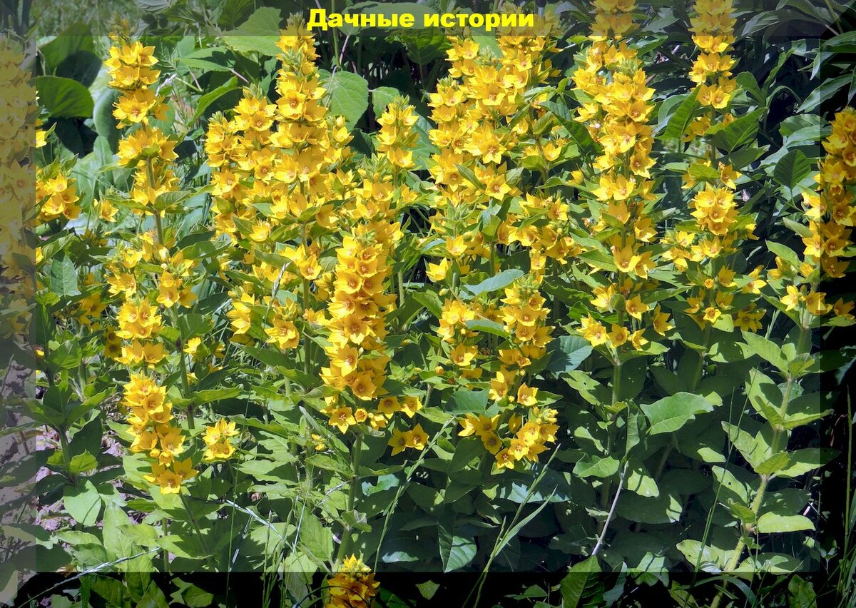 https://vk.com/photo-159774511_457260325. Вербейник точечный желтый