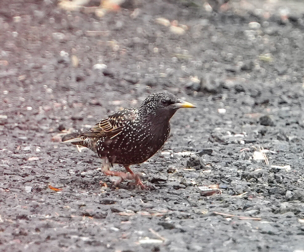 Обыкновенный скворец