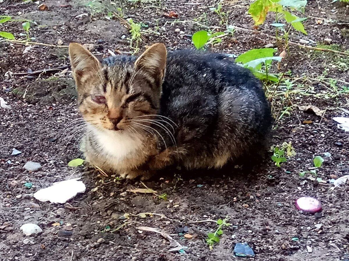 Викентия нашли на улице с больными глазками.