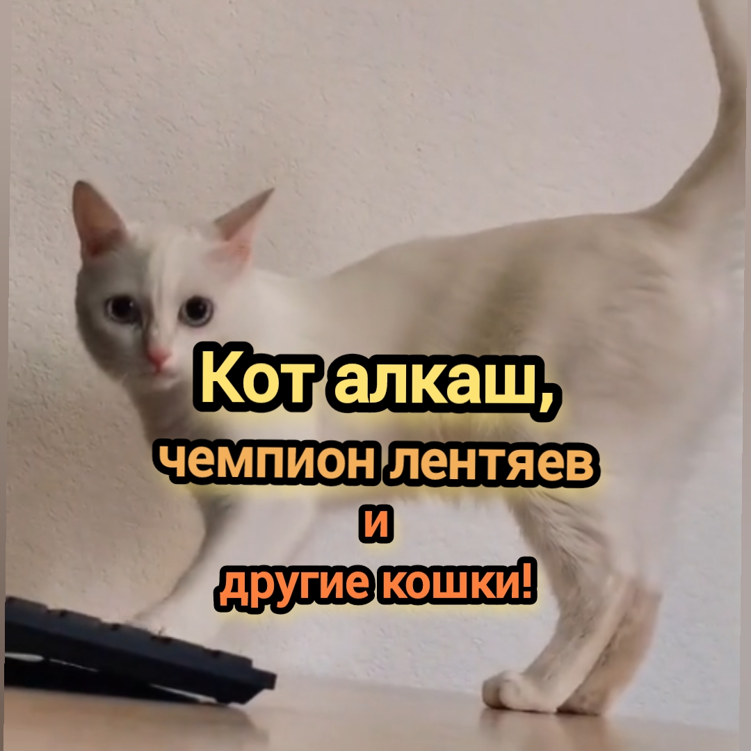 Кот алкоголик горе в семье