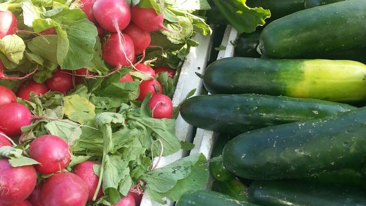     Окрошку готовить все еще дешево — продукты, необходимые для ее приготовления не показывают роста цен, ну, кроме огурцов и редиса. А вот порция оливье подорожала из-за взлетевших ценников на огурцы. Что происходит с ценами на продукты, и что россияне могут себе позволить?