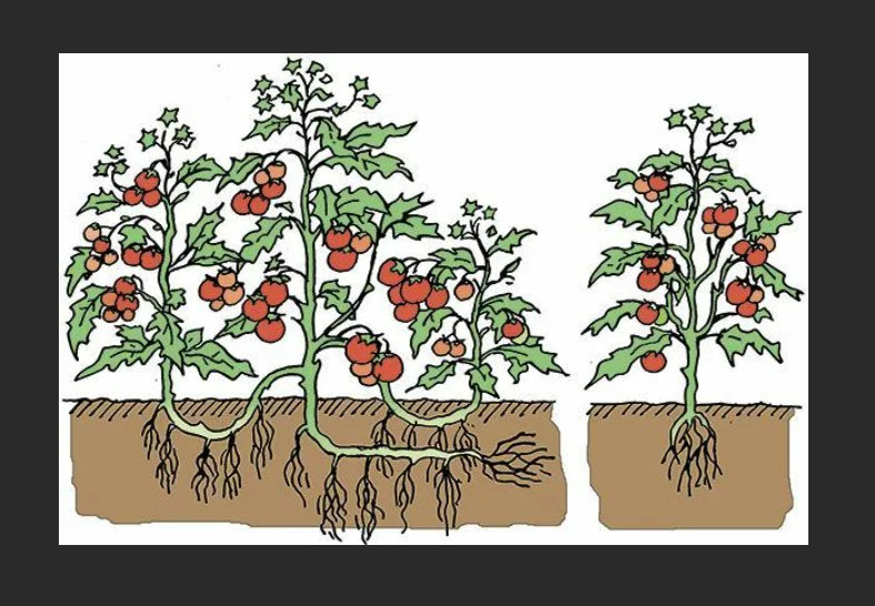 Корневые помидоры. Корень томата. Корневая система томатов черри.