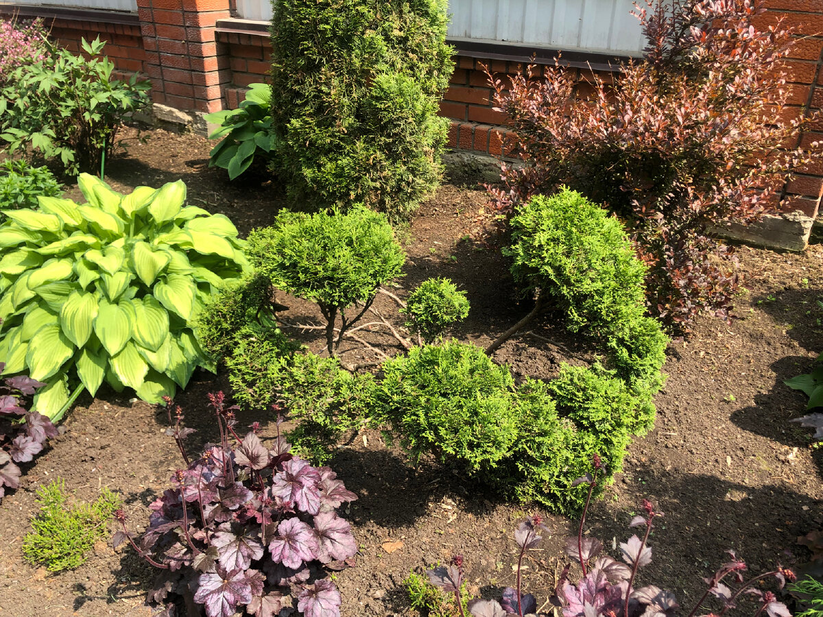 Это туя шаровидная. Вот так развалились ветки и теперь она хочет стрижку под Ниваки 