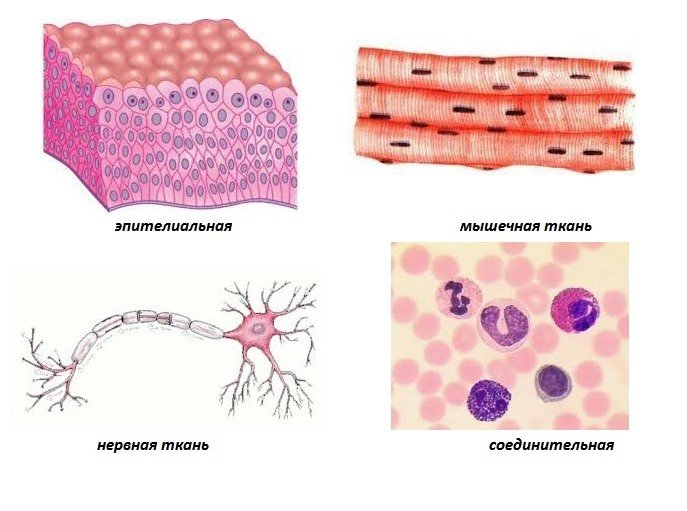Картинка из атласа для наглядности
