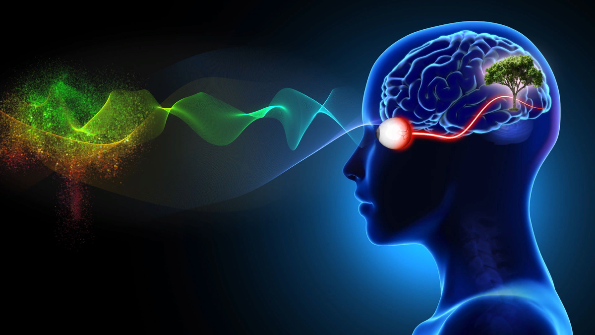 Понятие восприятия. Восприятие. Восприятие это целостное отражение. Сознание. Процессы восприятия в психологии.