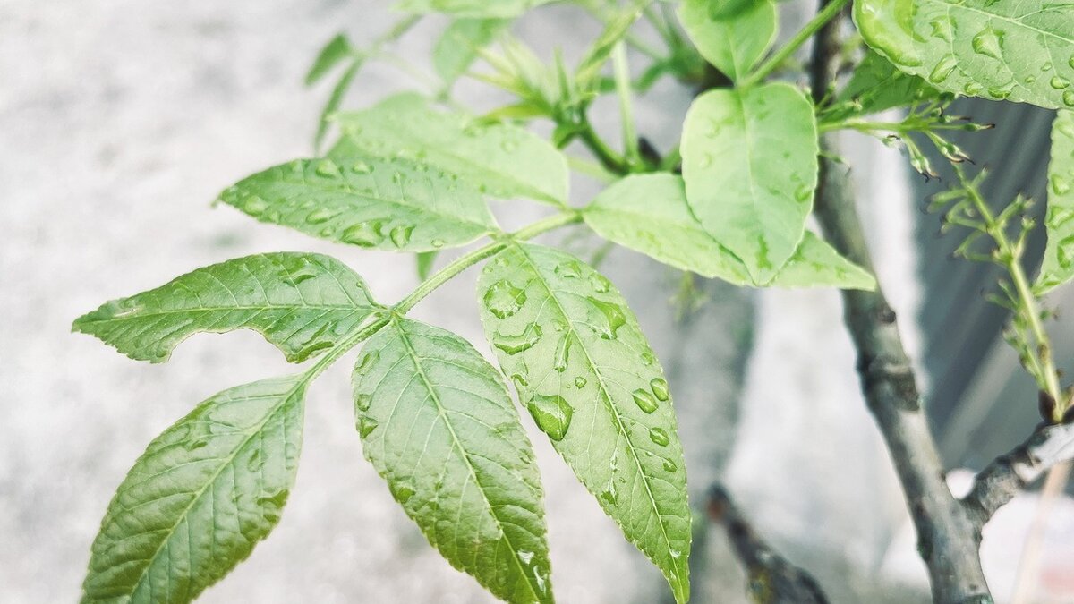     В Карелии начало лета будет холодным, предупредили в ФГБУ «Северо-Западное УГМС».