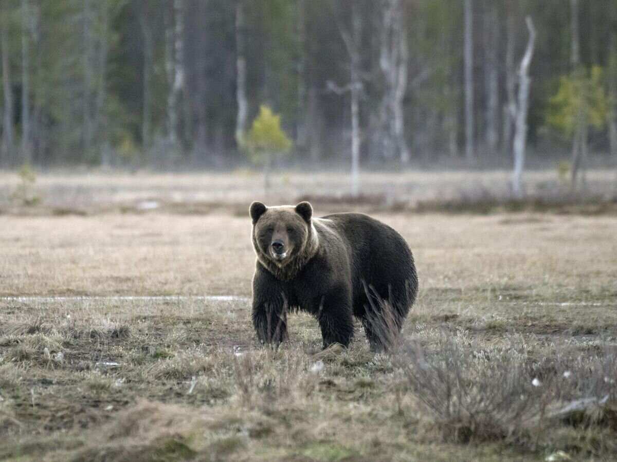    Бурый медведь в Финляндии недалеко от российской границы© AFP 2023 / OLIVIER MORIN
