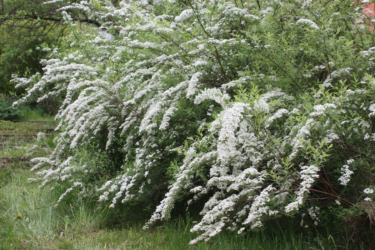 Цвет сада: белый | Home and garden | Дзен