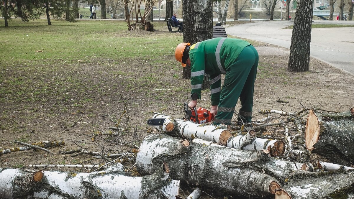     Между улицами Комсомольской и Тургенева, в районе проходящей там ЛЭП, проведена санитарная обрезка деревьев.