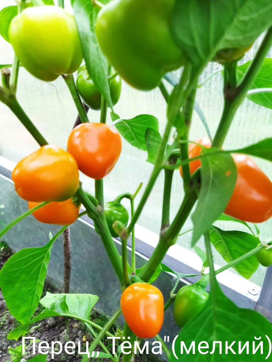 Тема из нашей теплицы. Урожай 2021г