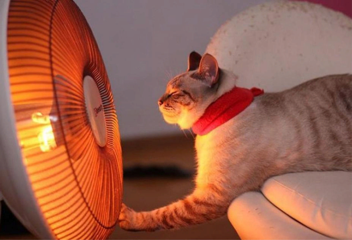 жара тепловой удар. человек в холодильнике. тепловой удар человек. девушка с вентилятором. собака и вентилятор.