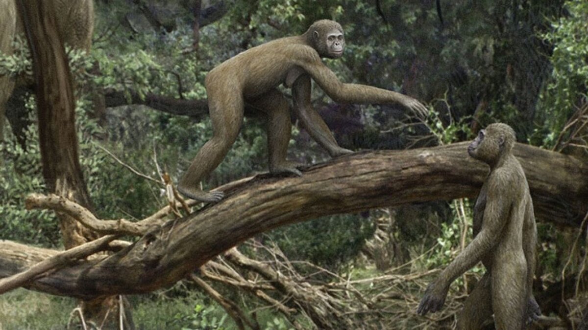 Древние предки. Арди (ардипитек). Ardipithecus kadabba. Ardipithecus ramidus (Ardi) возрастом 4,2 миллиона лет.