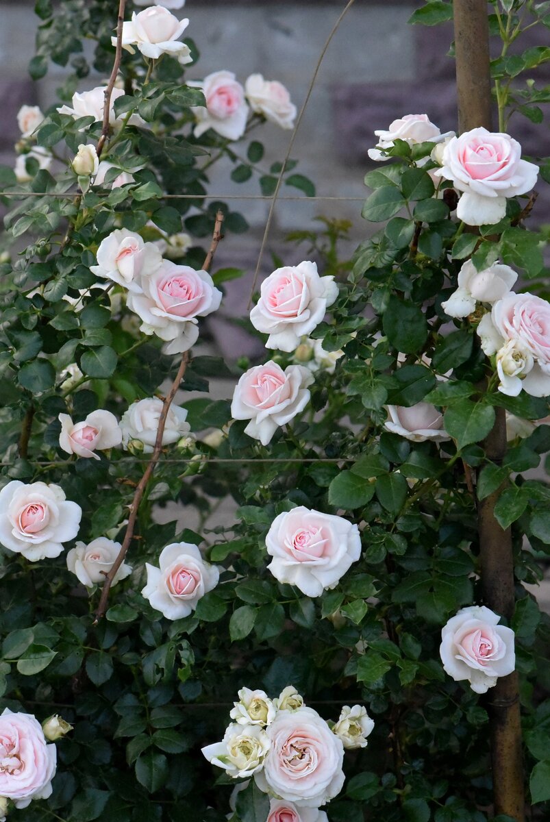 Прекрасная роза "Джардина" 