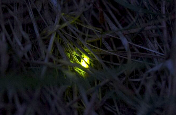 Фото https://www.m-sokolov.ru/