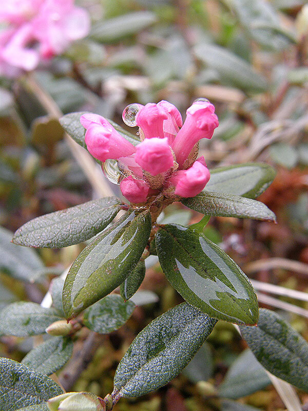 Цветочки небольшие и при сушке меняют цвет на желтоватый.