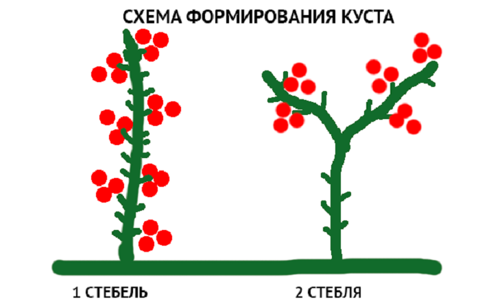 Формирование кустов