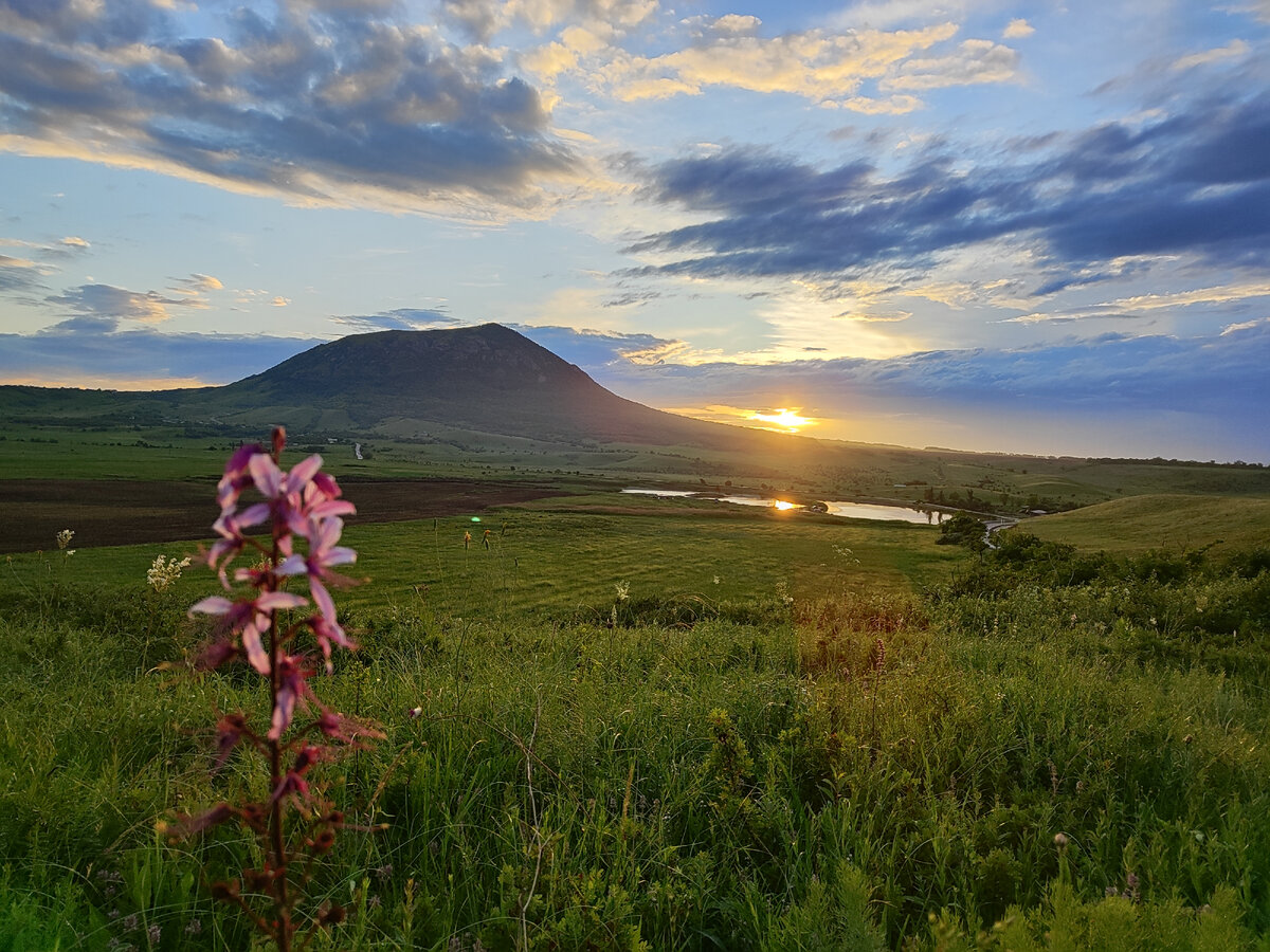 Ясенец белый ("Неопалимая Купина"). Загорается воздух (фитонциды и эфирные масла) от зажжëнной спички, но сам цветок не сгорает. Фото на Заходе Дня. Верблюдка вдали. 