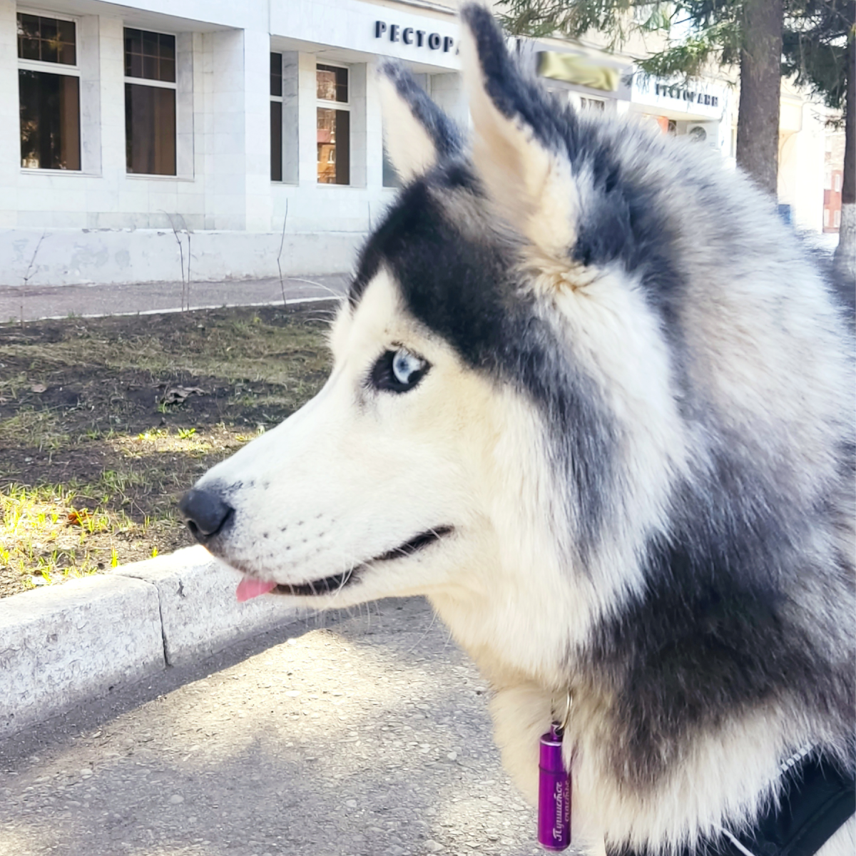 Почему кошка кусает человека?