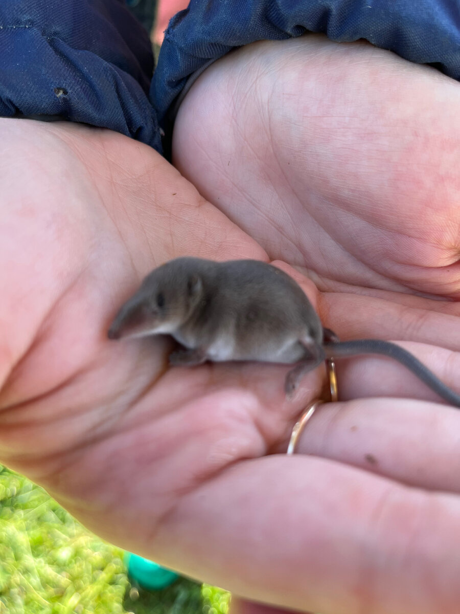 Фото автора. Бурозубка найдена Эрикой. 