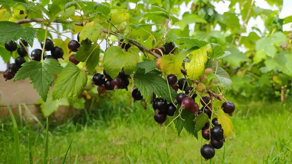    Смородина© Globallookpress Maksim Konstantinov