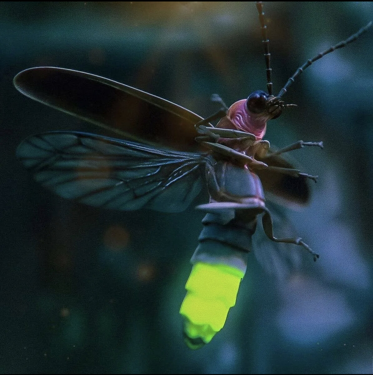 светлячок живой. светлячок живой. светлячок насекомое. жук светляк. жук светляк.