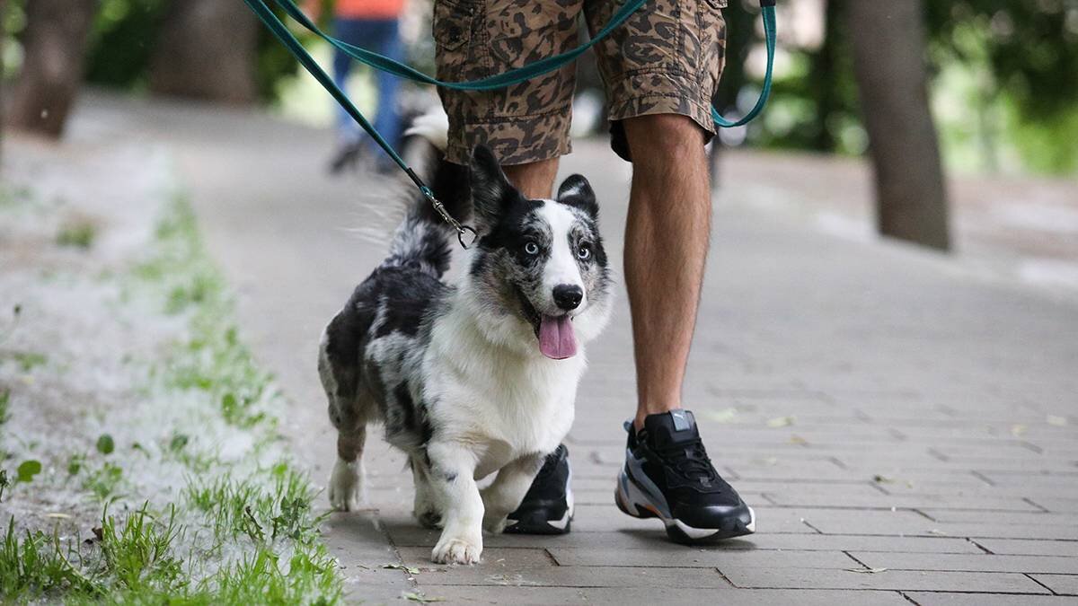    Фото: Артур Новосильцев / АГН Москва