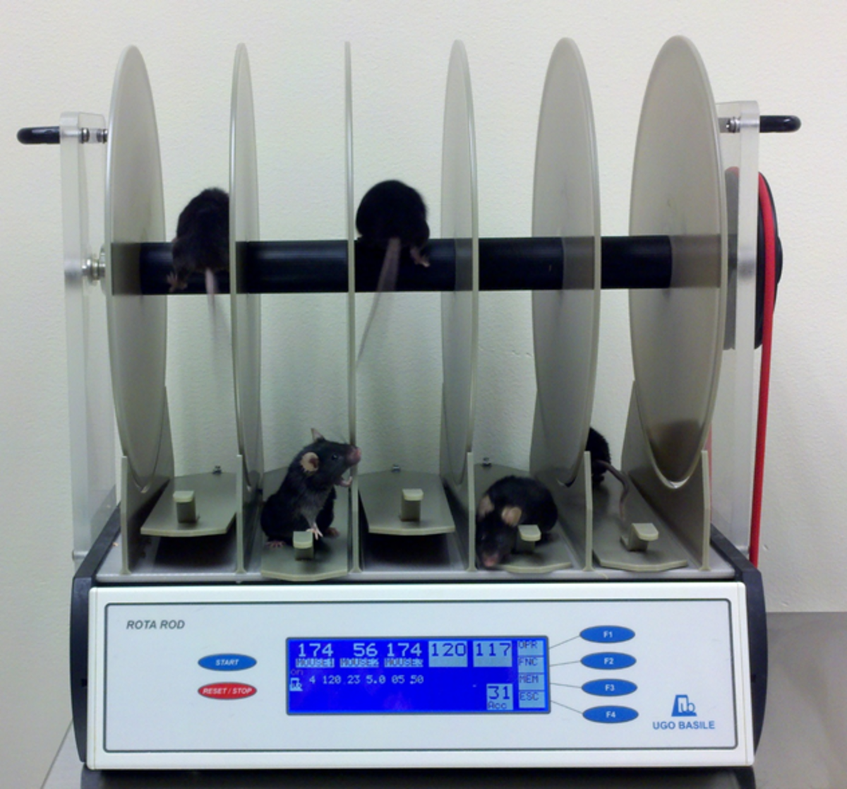 Штатная структура дивизии вдв. Парадная форма на парад. Организационно-штатная структура мотострелкового полка вс рф. Рота рода. Рота рода.