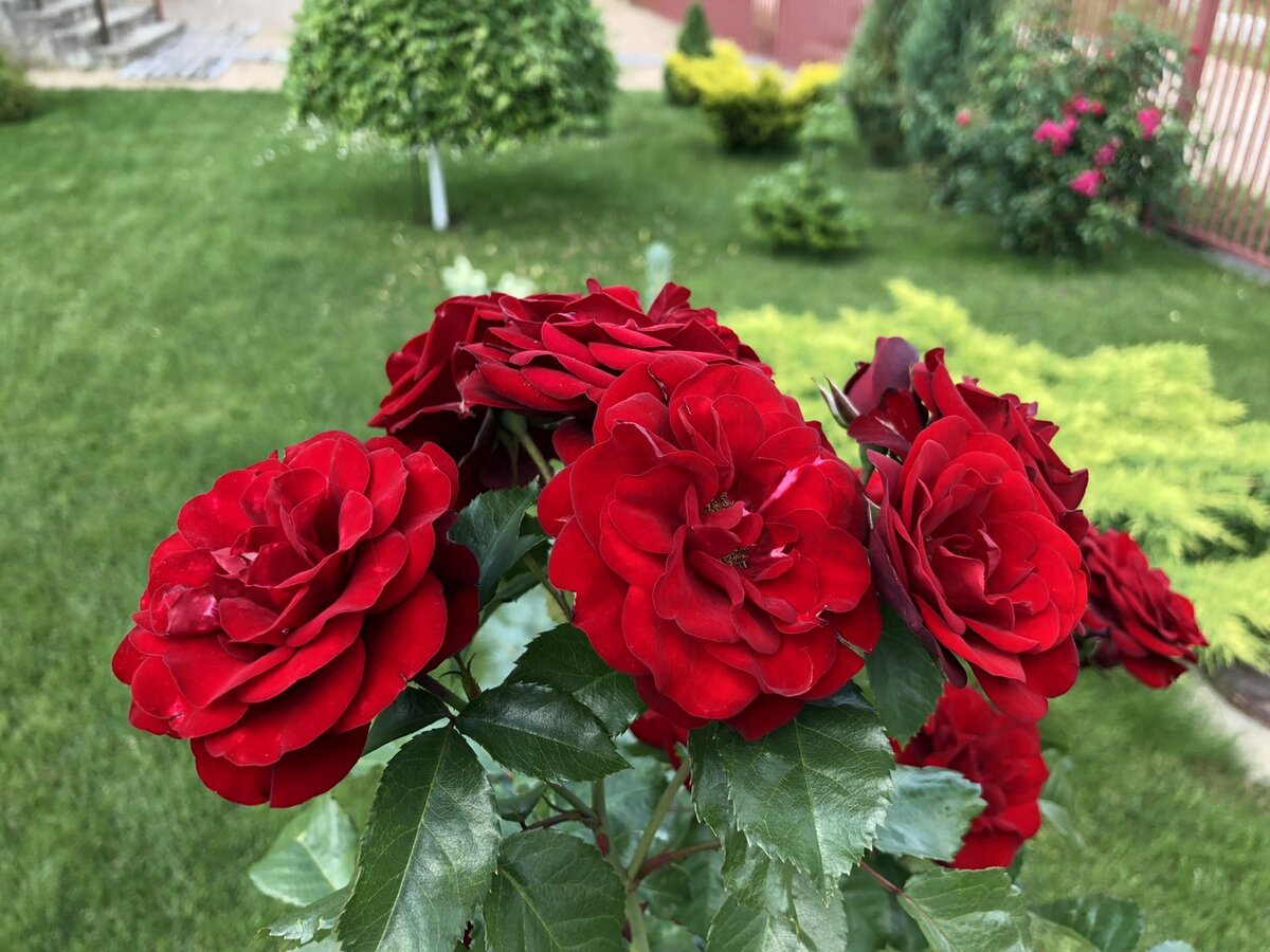 Как выбрать 5-6 роз из 120 сортов? Самые долгоцветущие розы 🌹 ...