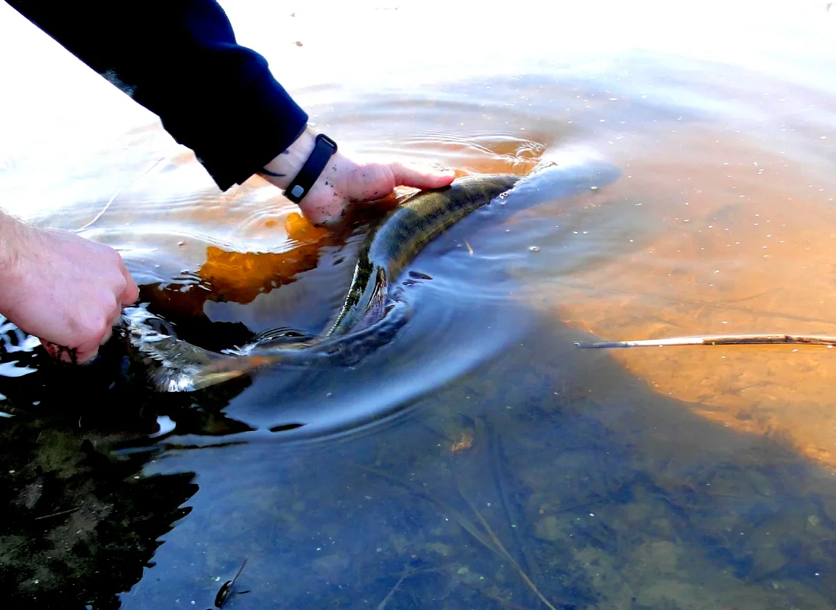 Выловленная рыба в руке. Ловля рыбы. Отпустил рыбу. Рыбак вытаскивает рыбу. Вытягивает рыбу.