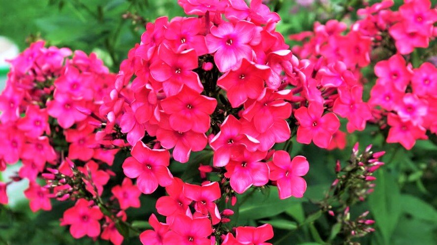 Красивые цветы, которые со временем вытеснят сорняки! | GardenLife | Дзен