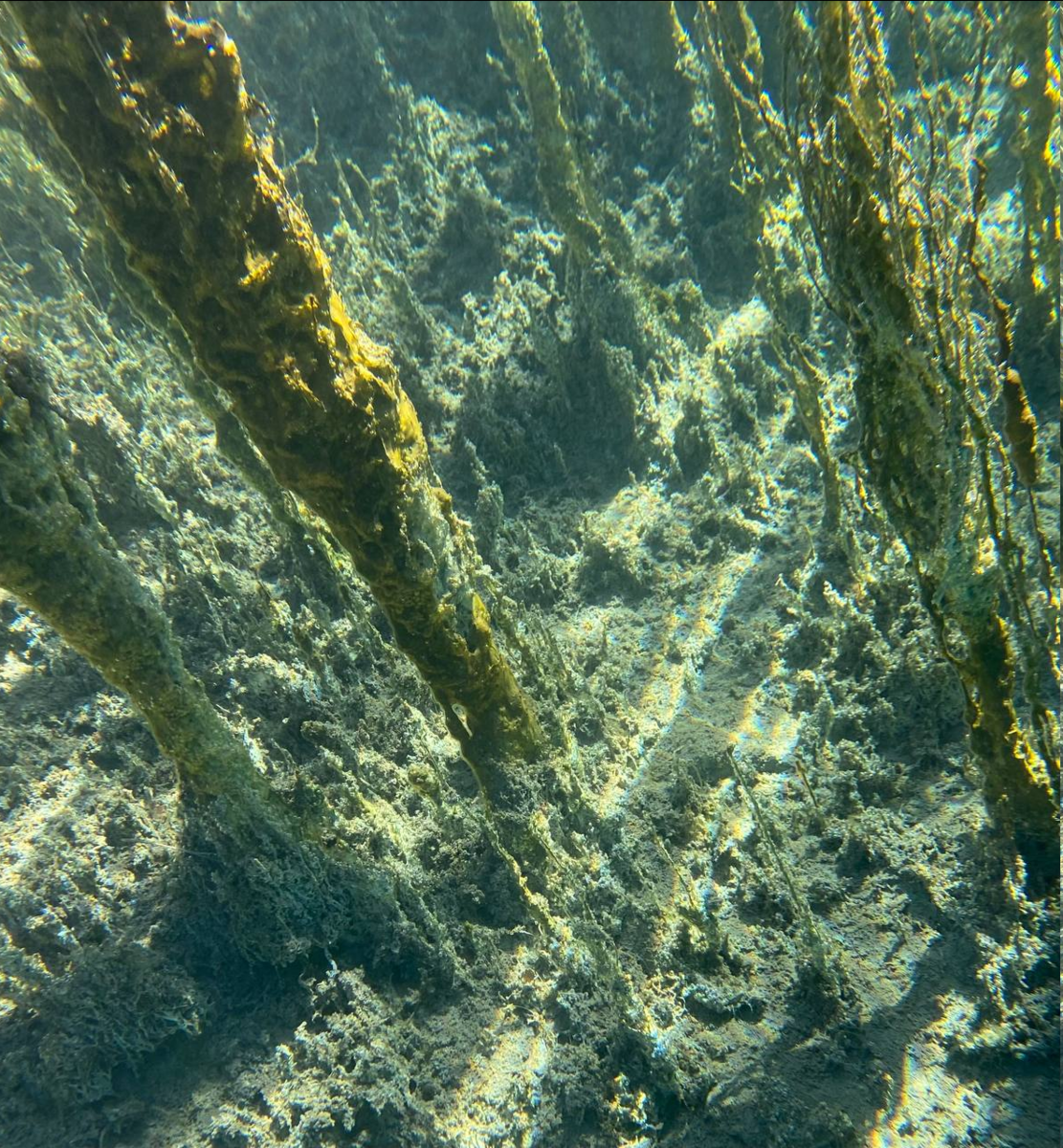 растительность озера Голубого