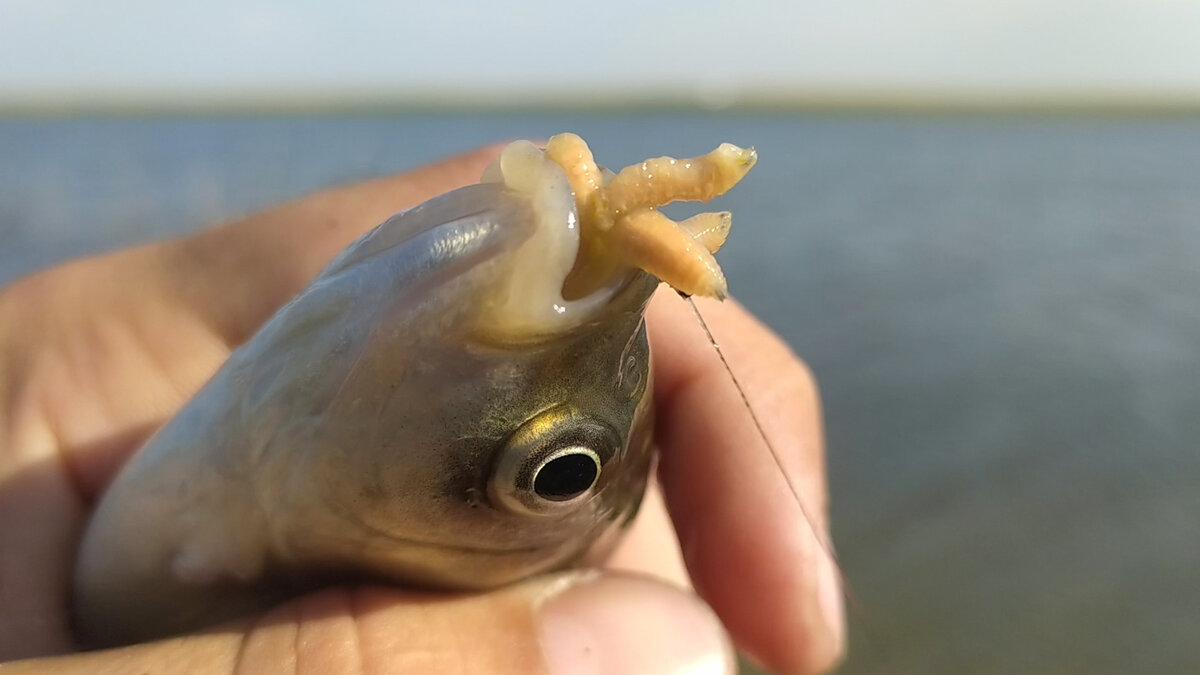 Крупная насадка отсекает мелкую рыбу!», – так ли это? Делюсь личным опытом  🎣 | О РЫБАЛКЕ И ЕДЕ | Дзен