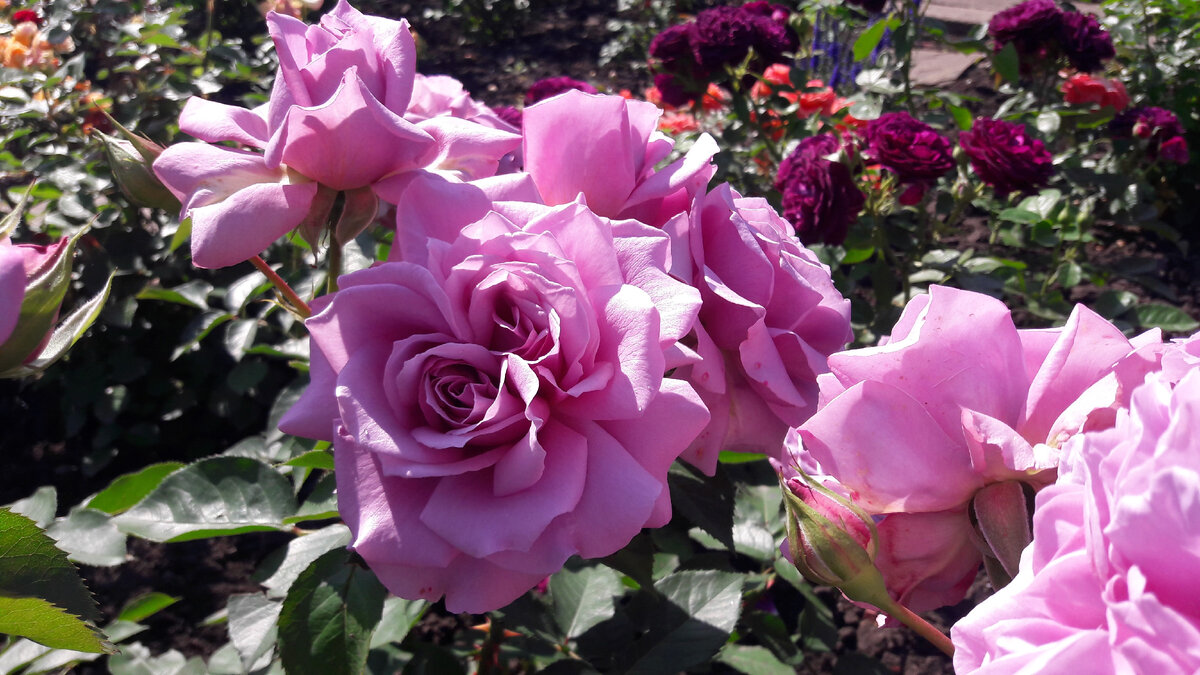 Love Song ( Лав Сонг)