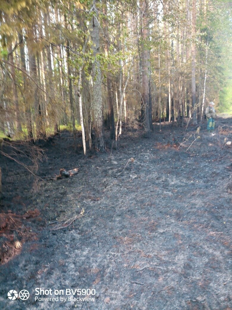    На востоке Карелии ликвидировали лесной пожаргруппа Отряда противопожарной службы Пудожского района «ВКонтакте»