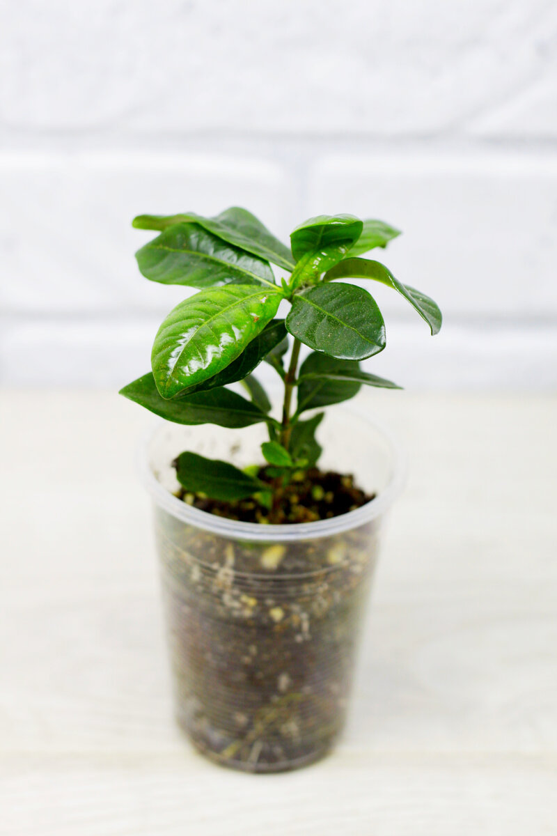 Фото и коллекция автора MAsteritayaplants