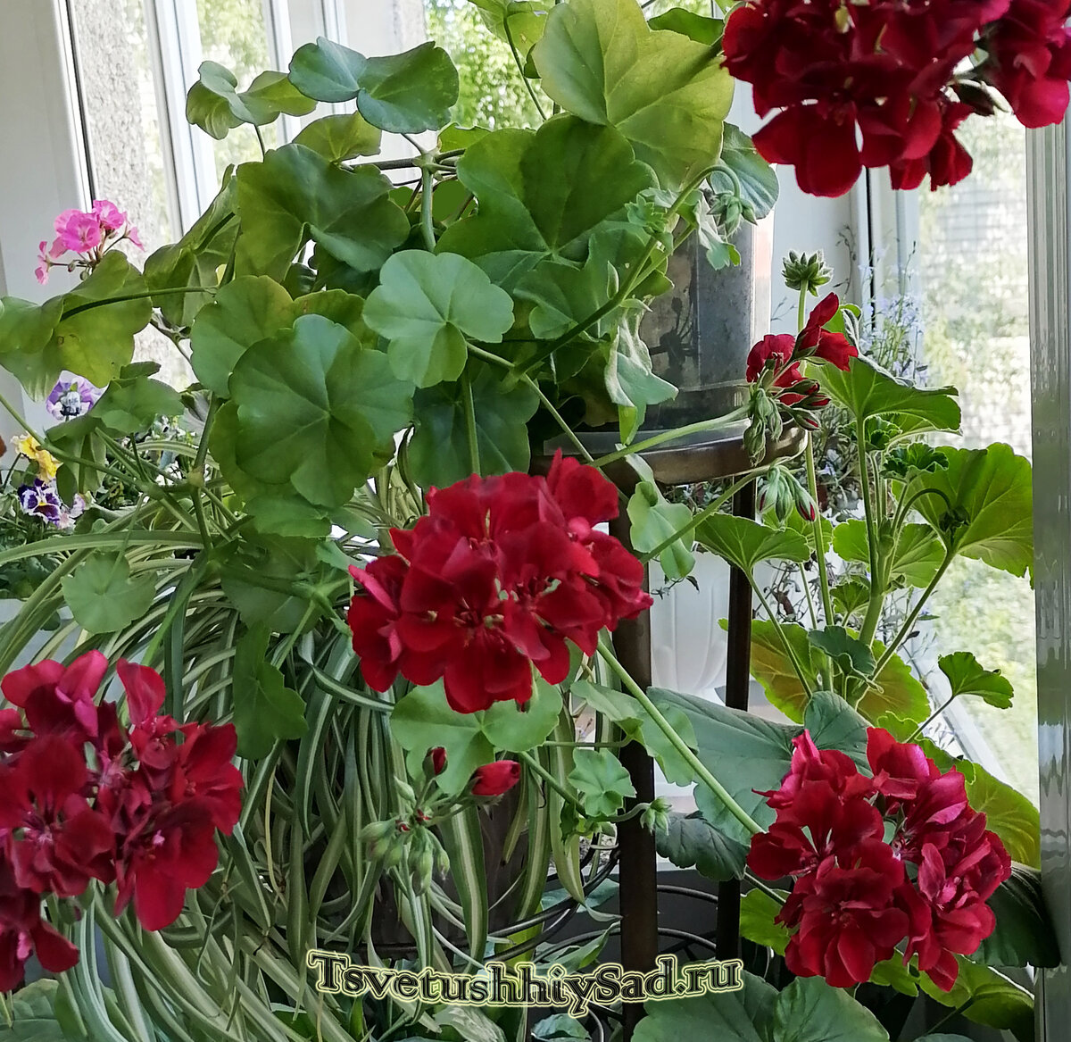 Цветущая пеларгония плющелистная ампельная 