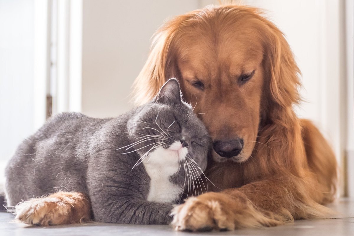 Забота о здоровье наших стареющих питомцев - наш главный приоритет! 🌿🐾 |  PetCourt-сухие корма для кошек и собак премиум качества | Дзен