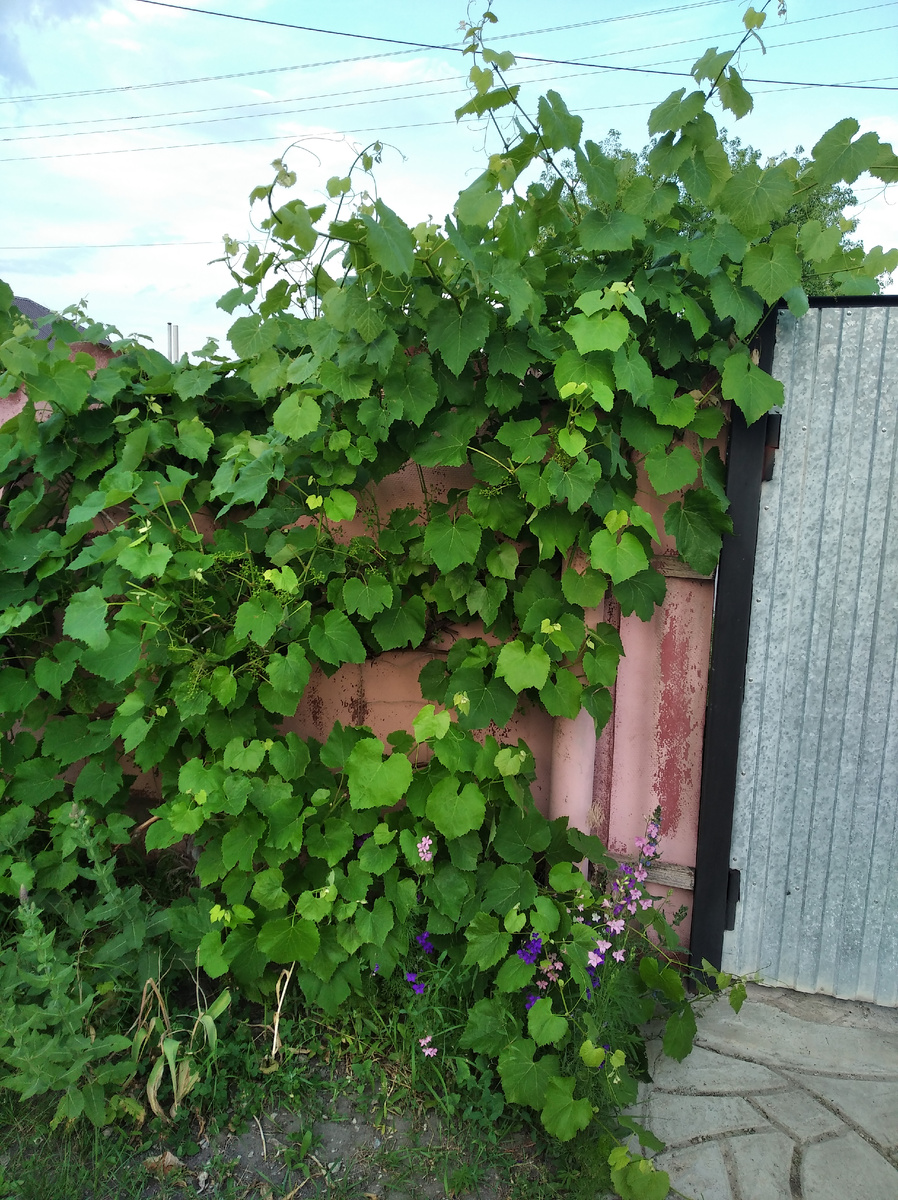 Как сделала я, у меня везде вдоль забора виноград.