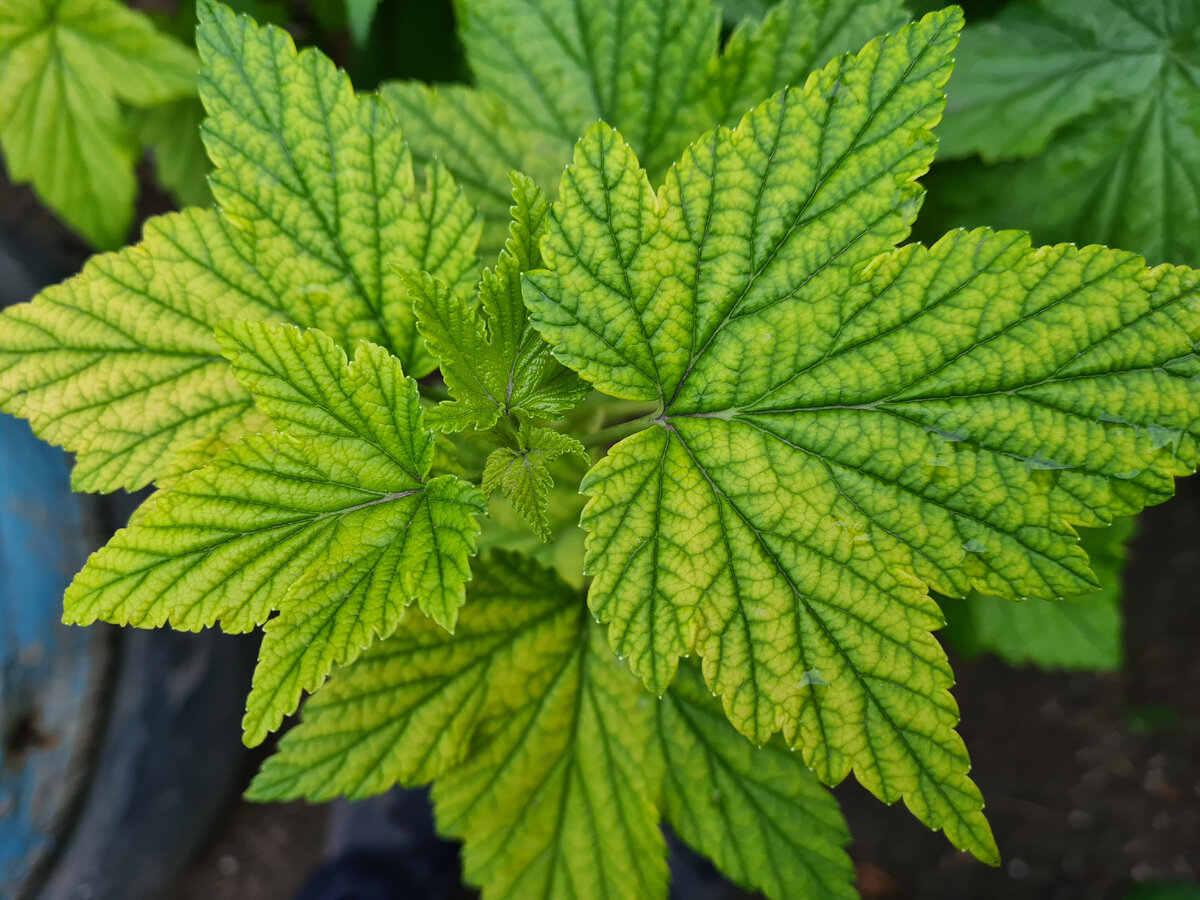 железный хлороз на смородине. Фото автора.