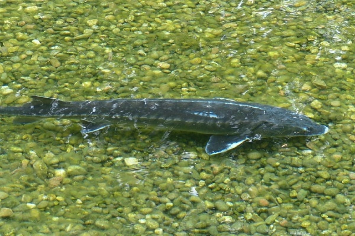    За лов краснокнижных рыб будут судить двух жителей Хабаровского края