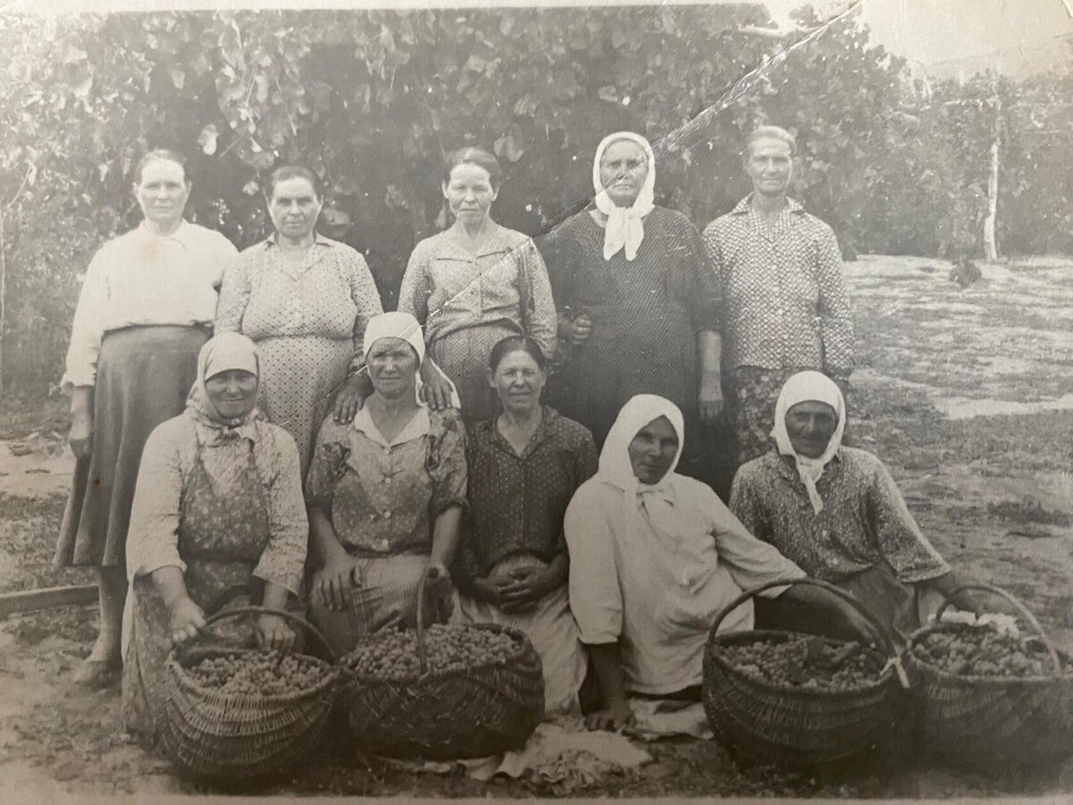 Колхозницы, женщины-великие труженицы, на сборе урожая винограда в хуторе Каныгин. Фото из личного архива, 1940-е...