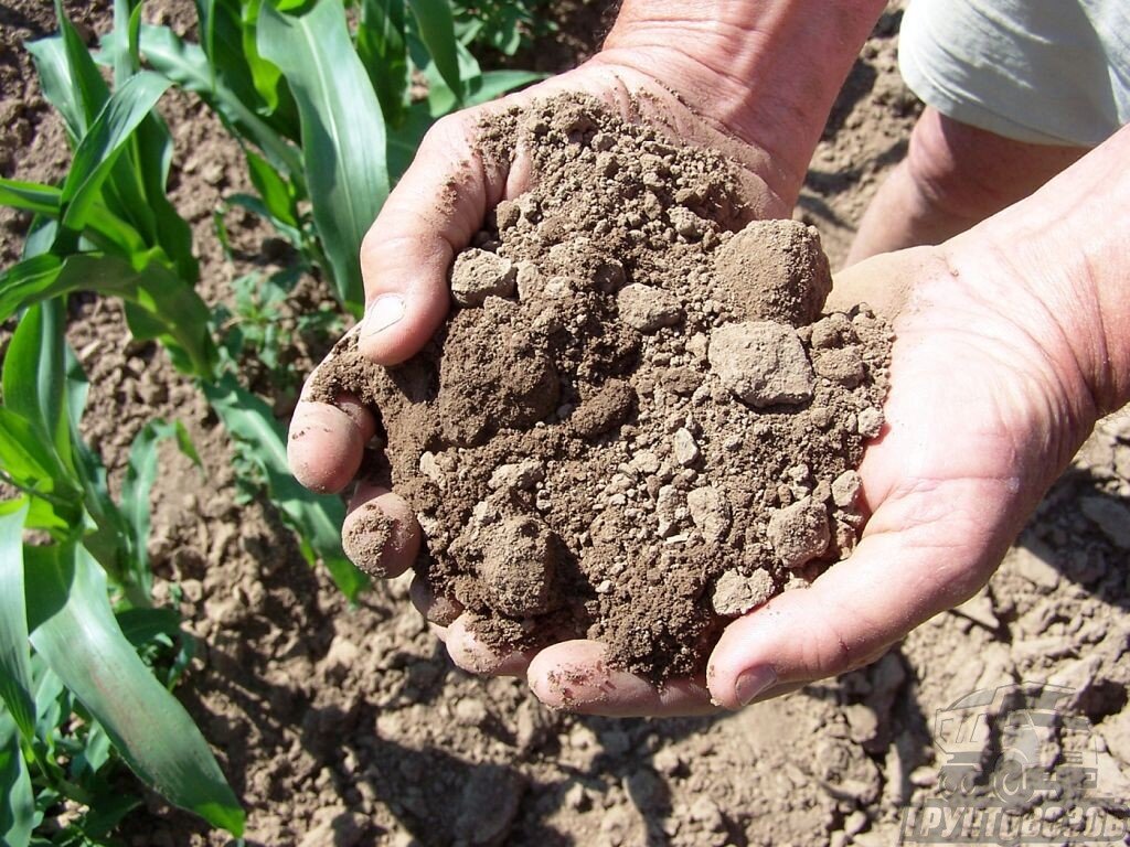 Почва – это сложная динамическая система. Она состоит из минеральных и органических веществ.