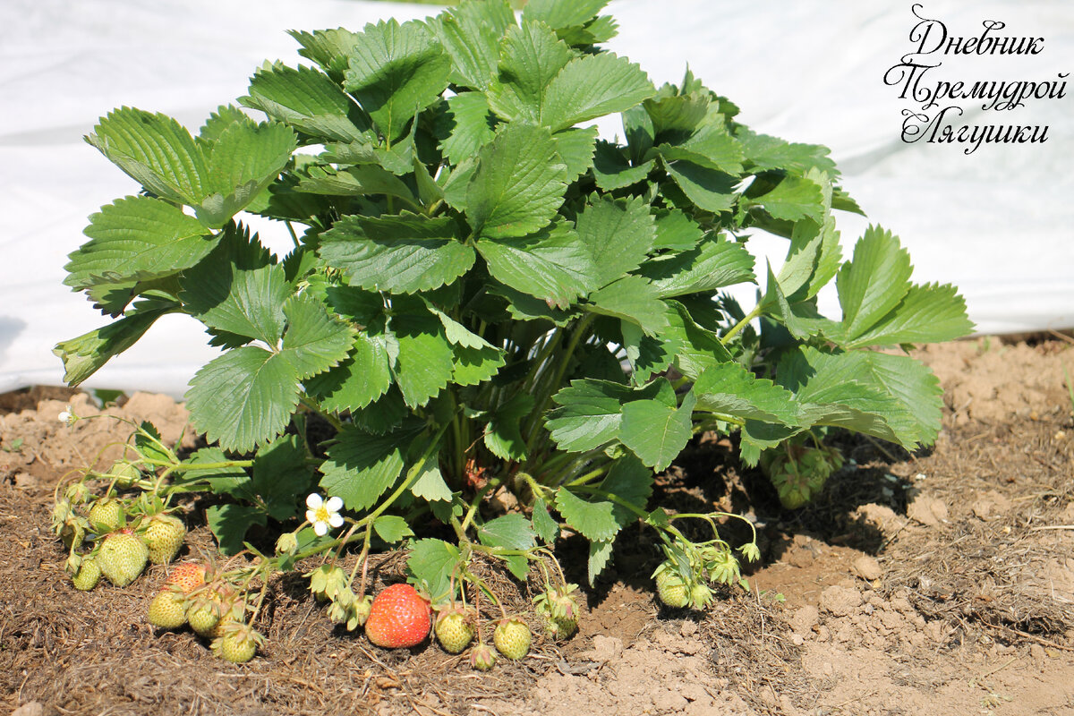 фото автора. Клубника "Альба"(второгодка)