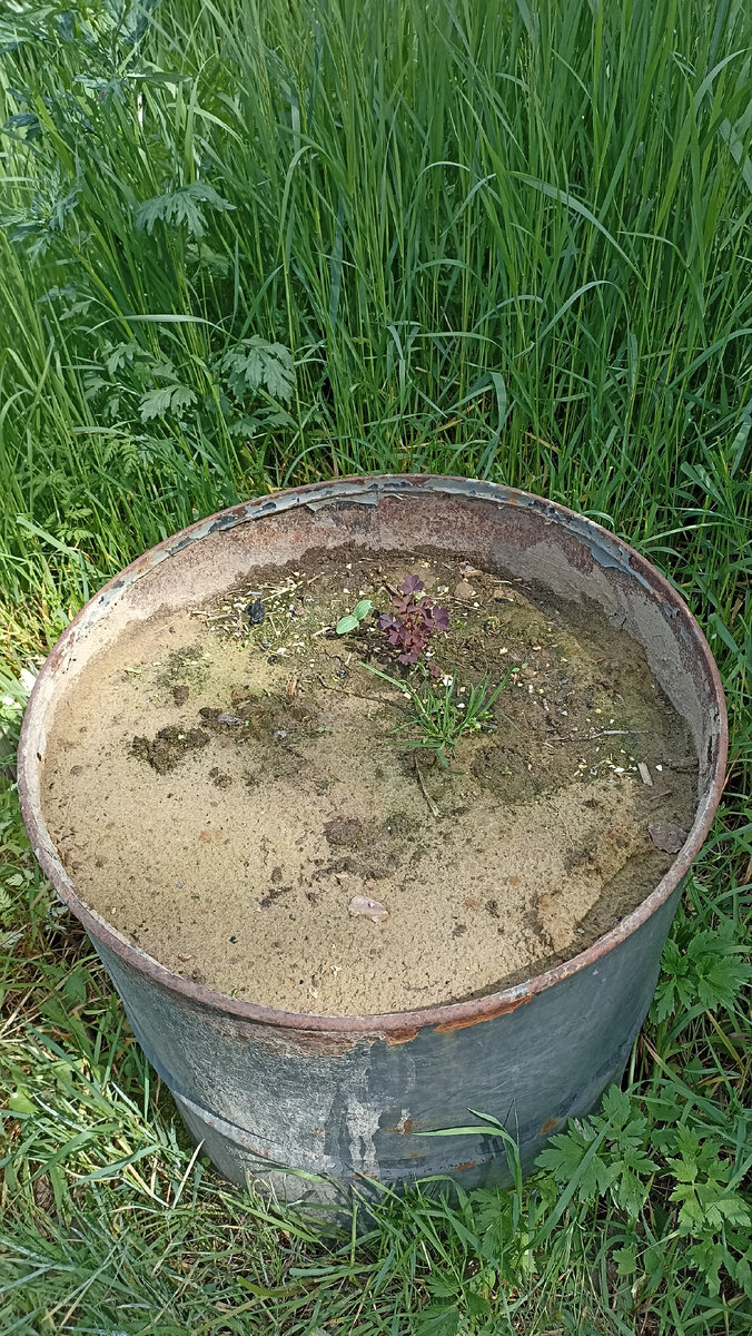 Стыдливый огурчик