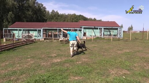 Поведение собак, овчарка и овцы, первая встреча, добрый хищник