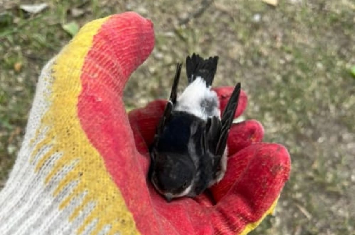    120 птенцов ростовских ласточек нашли спасение в Волгоградской области